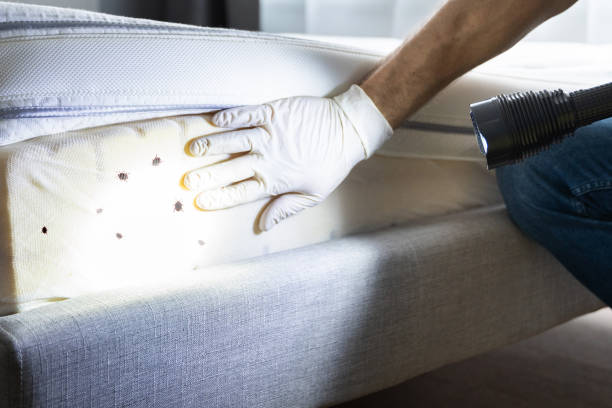 Best Best Pest Control Companies  in East Lexington, VA