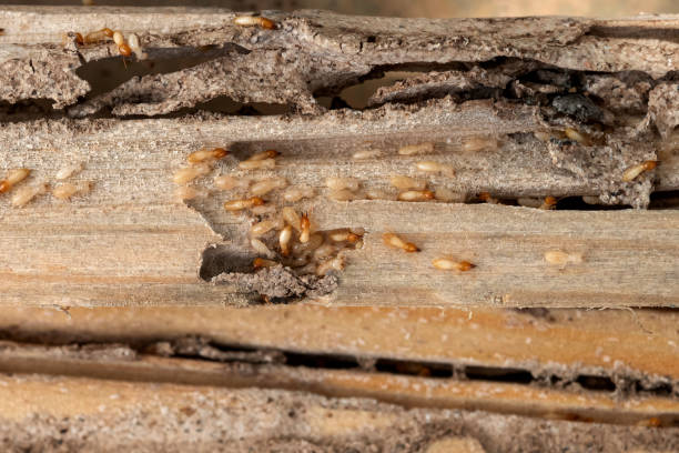 Best Pest Control Near Me  in East Lexington, VA