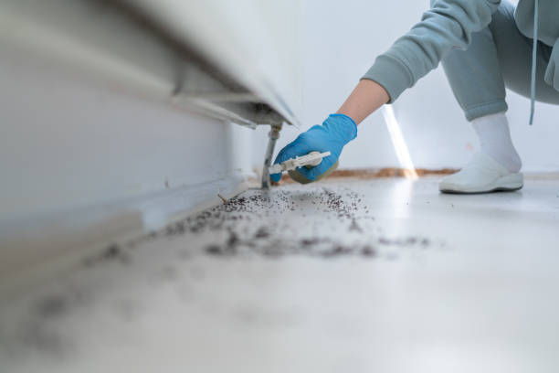 Best Termite Control Services  in East Lexington, VA